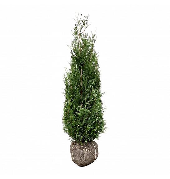 Thuja plicata Atrovirens bala 140-160 cm