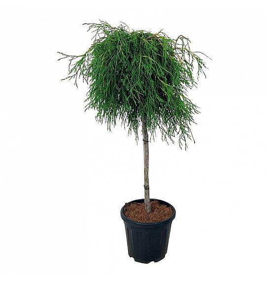 Thuja plicata Kagers Beauty C15 Lit. Na steblu 80 cm