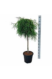 Thuja plicata Kagers Beauty C15 Lit. Na steblu 80 cm