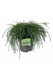 Thuja plicata Whipcord C7 Lit. 40-50 cm