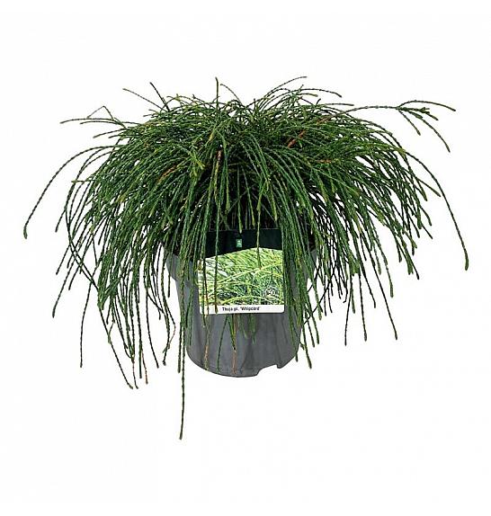 Thuja plicata Whipcord C7 Lit. 40-50 cm
