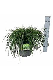 Thuja plicata Whipcord C7 Lit. 40-50 cm