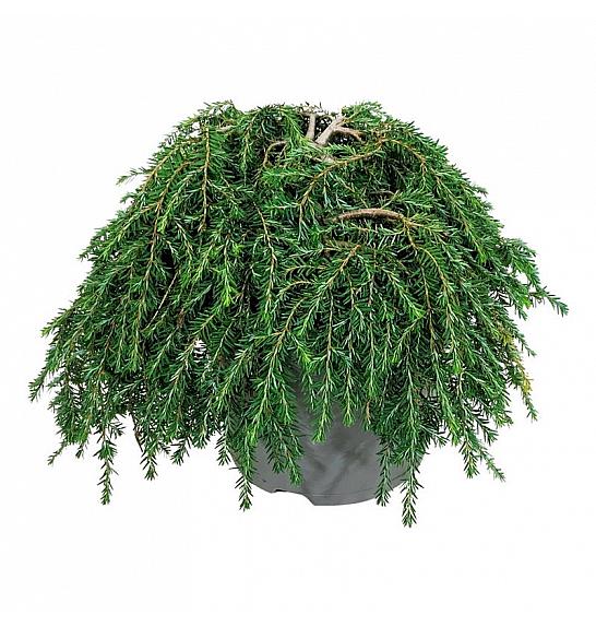 Tsuga canadensis Coles Prostrate C7 Lit. 30-40 cm