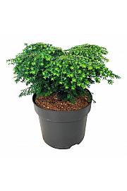 Tsuga canadensis Green Globe C7 Lit. 30-40 cm