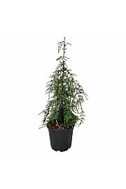 Tsuga canadensis Pendula C30 Lit. 100-125 cm extra
