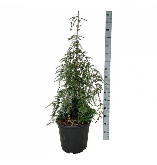 Tsuga canadensis Pendula C30 Lit. 100-125 cm extra