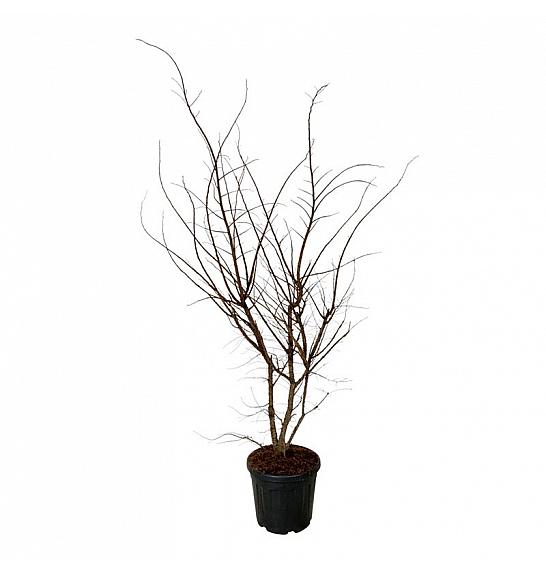 Ulmus minor suberosa C30 Lit. 150-175 cm extra