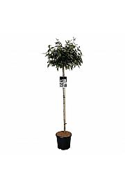 Viburnum Eskimo C15 Lit. Na steblu 120 cm