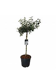 Viburnum Eskimo C30 Lit. Na steblu 90 cm