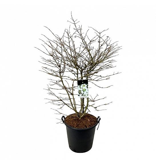 Viburnum plicatum Kilimandjaro (pbr) C55 Lit. 150-175 cm extra