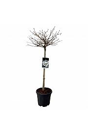 Viburnum plicatum Watanabe C15 Lit. Na steblu 80 cm
