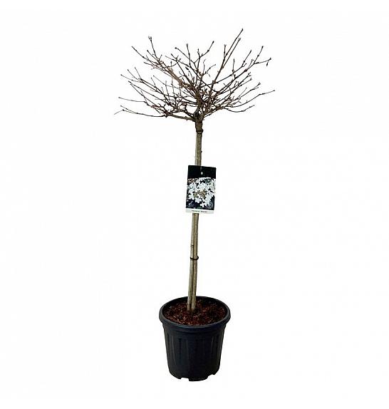 Viburnum plicatum Watanabe C15 Lit. Na steblu 80 cm