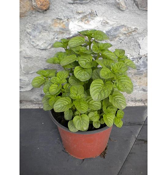 Mentha rotundifolia Ø14