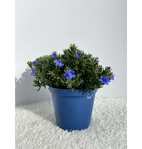 Lithodora diffusa Ø14