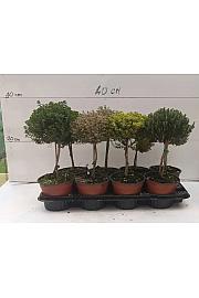 Thymus citriodorus Ø14 Na Steblu 15 cm