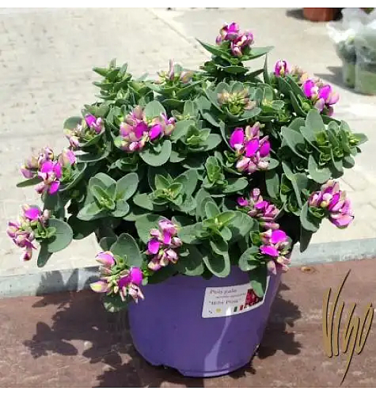 Polygala myrtifolia BB Pink Ø14