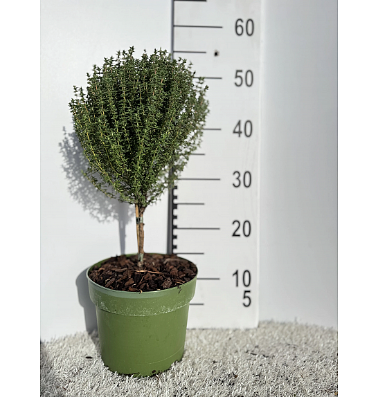 Thymus faustini Ø18 Na Steblu 20 cm