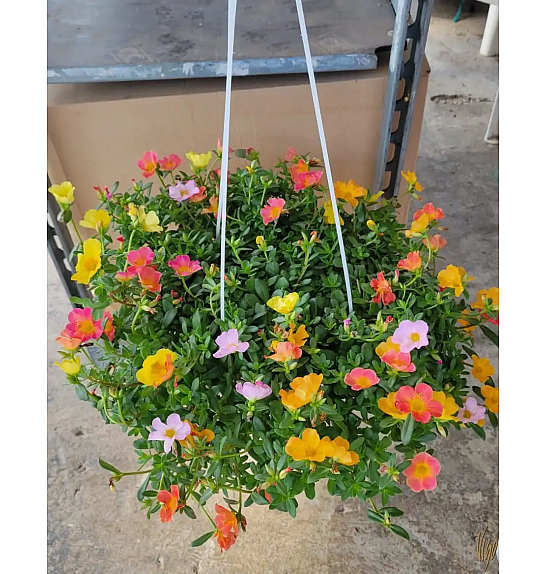 Portulaca Ø20 obešanka