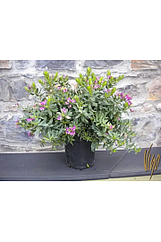 Polygala myrtifolia Ø18