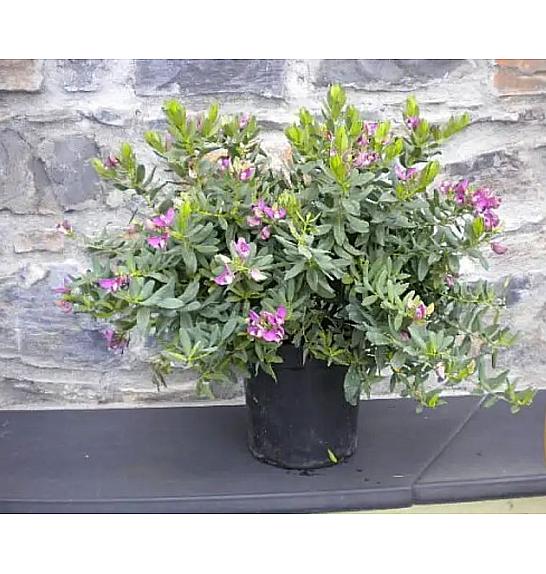 Polygala myrtifolia Ø18