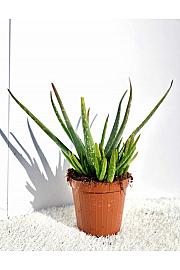 Aloe Vera Ø18