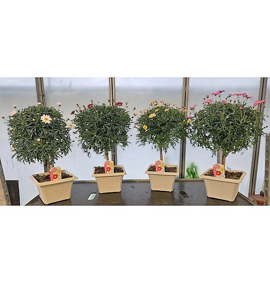 Chrysanthemum frutescens Ø23x23 Na Steblu 20 cm bonsai