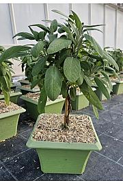 Salvia officinalis Ø23x23 Na Steblu 20 cm bonsai