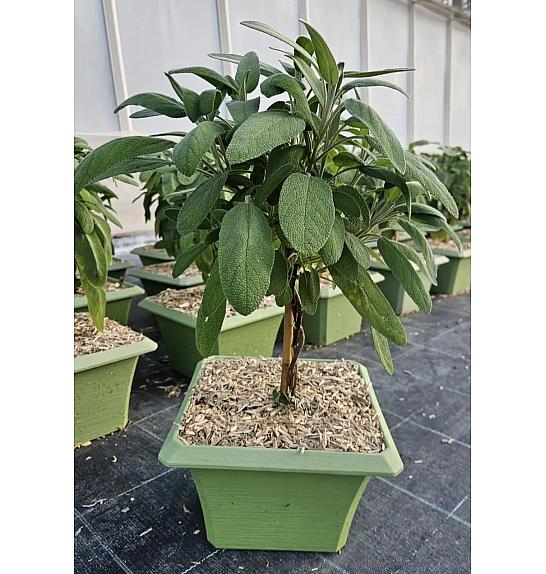 Salvia officinalis Ø23x23 Na Steblu 20 cm bonsai