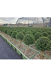 Thymus citriodorus Ø23x23 Na Steblu 20 cm bonsai