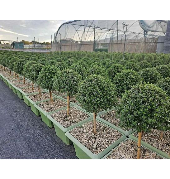 Thymus citriodorus Ø23x23 Na Steblu 20 cm bonsai