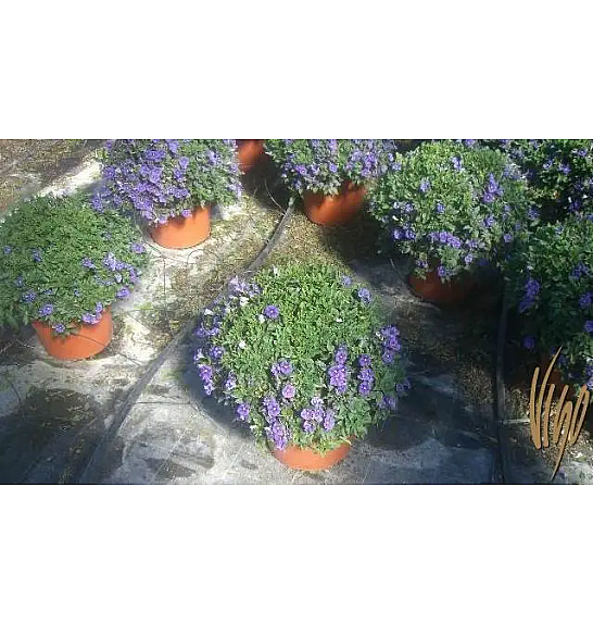 Solanum rantonetti Ø25