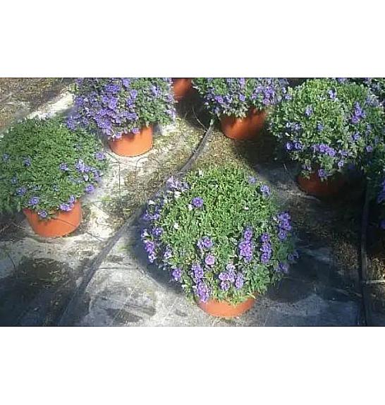 Solanum rantonetti Ø25