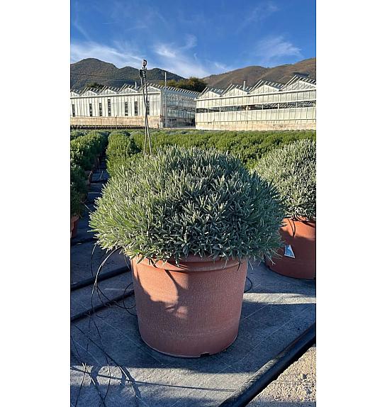Lavandula angustifolia Ø55