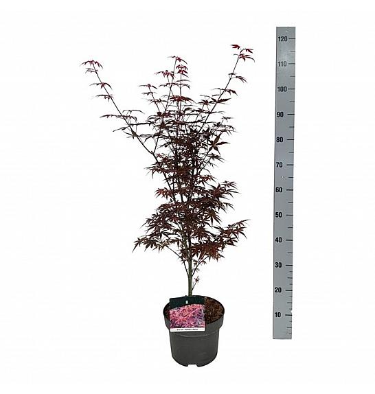 Acer palmatum Skeeters Broom C5 Lit. 50-60 cm JBK