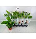 Spathiphyllum Ø9