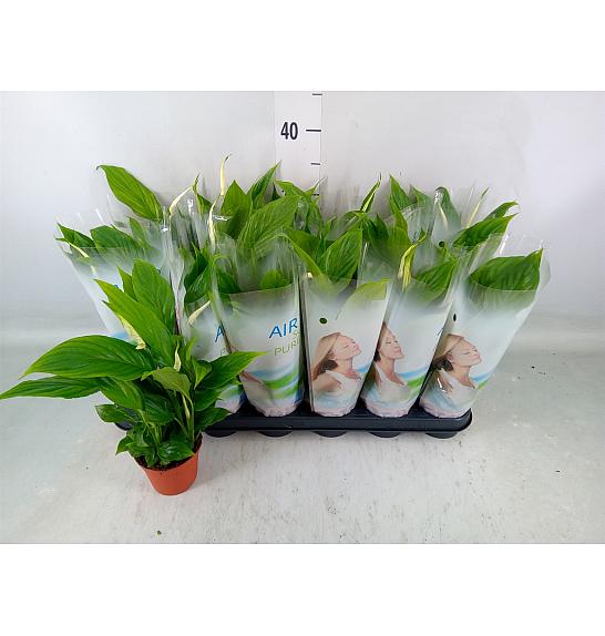 Spathiphyllum Ø9