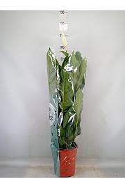 Spathiphyllum Ø21
