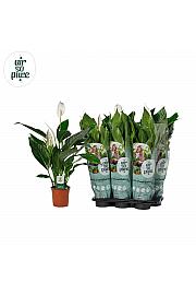 Spathiphyllum Ø17