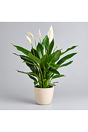 Spathiphyllum; Ø17 cm
