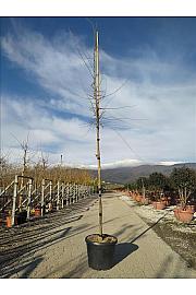 Acer Buergerianum C50 Lit. Na Steblu 200 cm; 8/10 cm (ZEL)