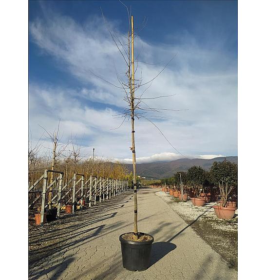 Acer Buergerianum C50 Lit. Na Steblu 200 cm; 8/10 cm (ZEL)