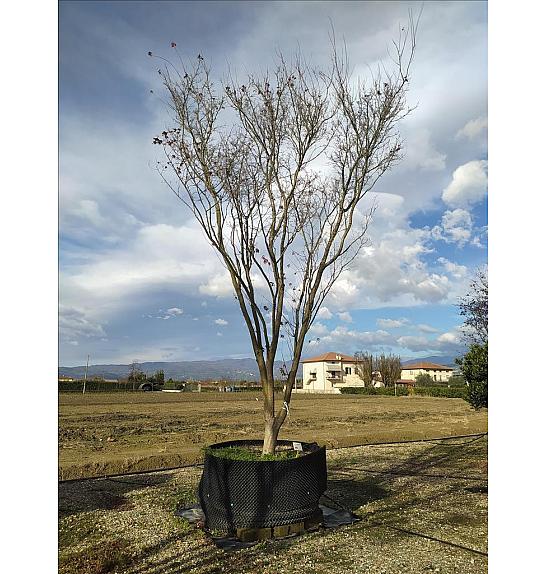 Acer Palmatum   C500 Lit. 600-700 cm; Krošnja 300/350 cm (ZEL)