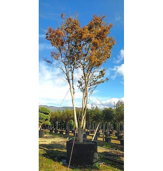 Acer Palmatum   C500 Lit. 700-800 cm; Krošnja 250/300 cm (ZEL)