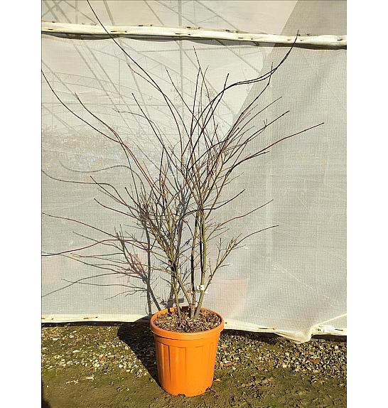 Acer palmatum Atropurp.  C25 Lit. 80-100 cm (ZEL)