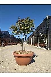 Acer palmatum Atropurp.  C40 Lit. 125-150 cm (ZEL)