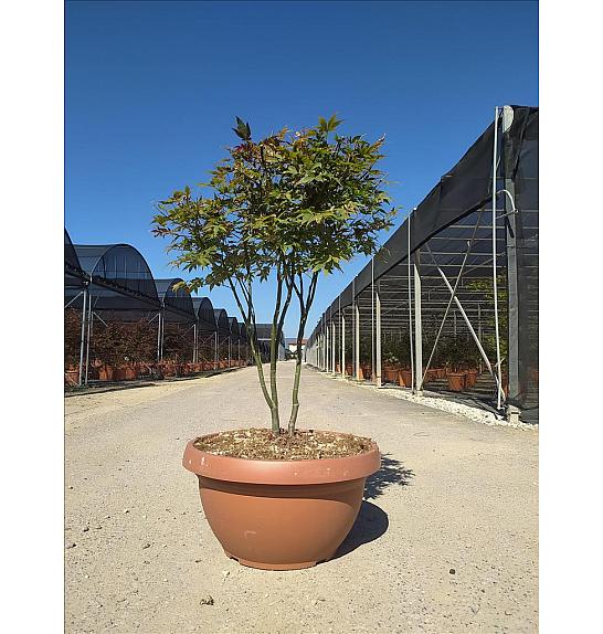 Acer palmatum Atropurp.  C40 Lit. 125-150 cm (ZEL)