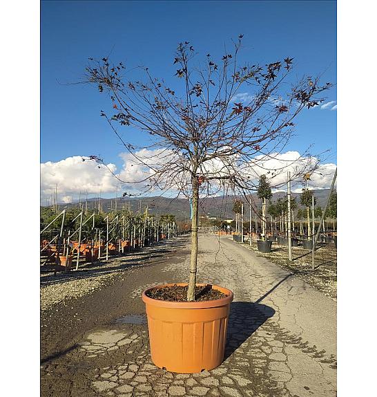 Acer palmatum Beni-Maiko C180 Lit. Na Steblu 100 cm; 14/16 cm; Krošnja 175/200 cm (ZEL)