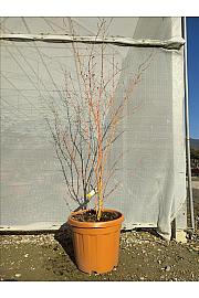 Acer palmatum Bi Hoo C30 Lit. 125-150 cm (ZEL)