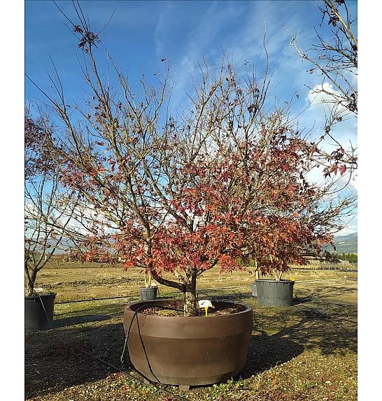 Acer palmatum Bloodgood  C1650 Lit. 300-350 cm; Krošnja 350/400 cm (ZEL)