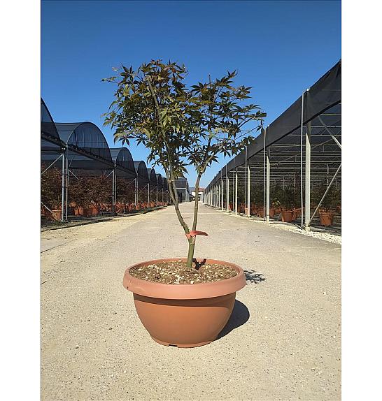 Acer palmatum Bloodgood  C40 Lit. 125-150 cm (ZEL)
